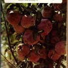 Organic Gardening and Farming Magazine September 1972