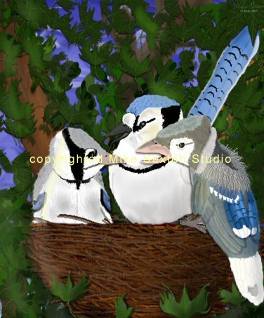 Blue Jay Family Print