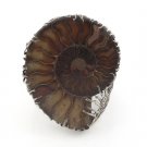 7.5" Nautilus Fossil  Ammonite Coralline 925 Sterling Silver Cuff Bracelet