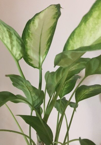 Dieffenbachia 'Camille' - Rooted Cutting