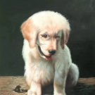 Simple modern Hand-painted oil painting on canvas"Cute dog"50x60CM(19.7"x23.6")Unframe-01 Simple modern Hand-painted oil painting on canvas"Cute dog"50x60CM(19.7"x23.6")Unframe-01