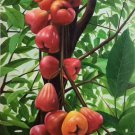 Hand painted oil painting on canvas"bumper harvest fruits"60x90CM(23.6"x35.4")Unframed-56 Hand painted oil painting on canvas"bumper harvest fruits"60x90CM(23.6"x35.4")Unframed-56