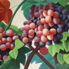 Hand painted oil painting on canvas"bumper harvest fruits"60x90CM(23.6"x35.4")Unframed-57