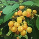 Hand painted oil painting on canvas"bumper harvest fruits"60x90CM(23.6"x35.4")Unframed-60