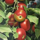 Hand painted oil painting on canvas"bumper harvest fruits"60x90CM(23.6"x35.4")Unframed-63