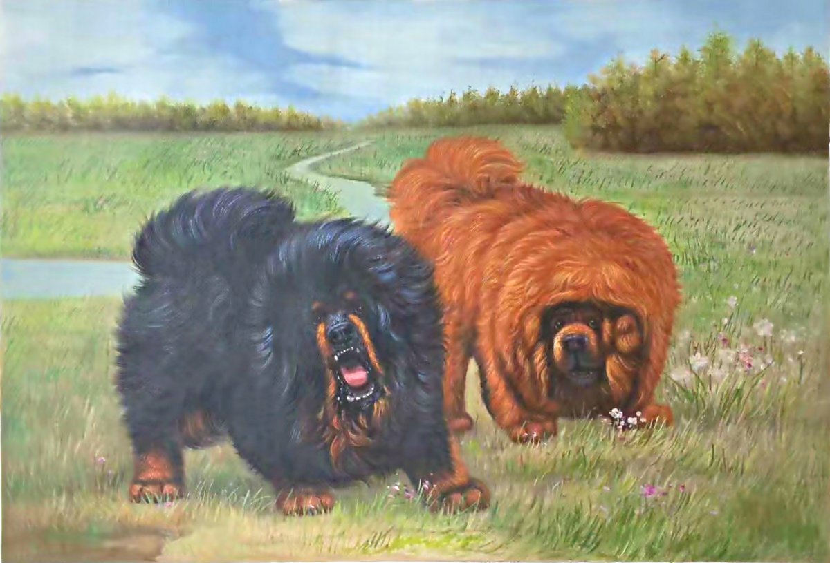 Simple modern Hand-painted oil painting on canvas"Tibetan mastiff"60x90CM(23.6"x35.4")Unframe-04