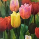 Hand painted oil painting on canvas"Ptulip"50x100CM(20"x40")Unframed-24 Hand painted oil painting on canvas"Ptulip"50x100CM(20"x40")Unframed-24