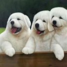 Simple modern Hand-painted oil painting on canvas"Cute dog"60x90CM(23.6"x35.4")Unframe-10 Simple modern Hand-painted oil painting on canvas"Cute dog"60x90CM(23.6"x35.4")Unframe-10