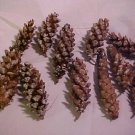 NE. Natural Pine cones-Bulk Package of 25 Pack