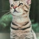 My Cat Glass Photo Frame