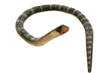 Slinky Slithers Cobra Toy