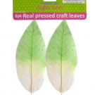 Real Pressed Craft Leaves