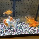 Aquarium Fish Tank 15 gallon