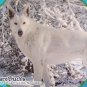White German Shepherd Decoupage Plate Limited Edition
