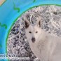 White German Shepherd Decoupage Plate Limited Edition