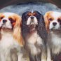 Cavalier King Charles Spaniel Decoupage Plate LE