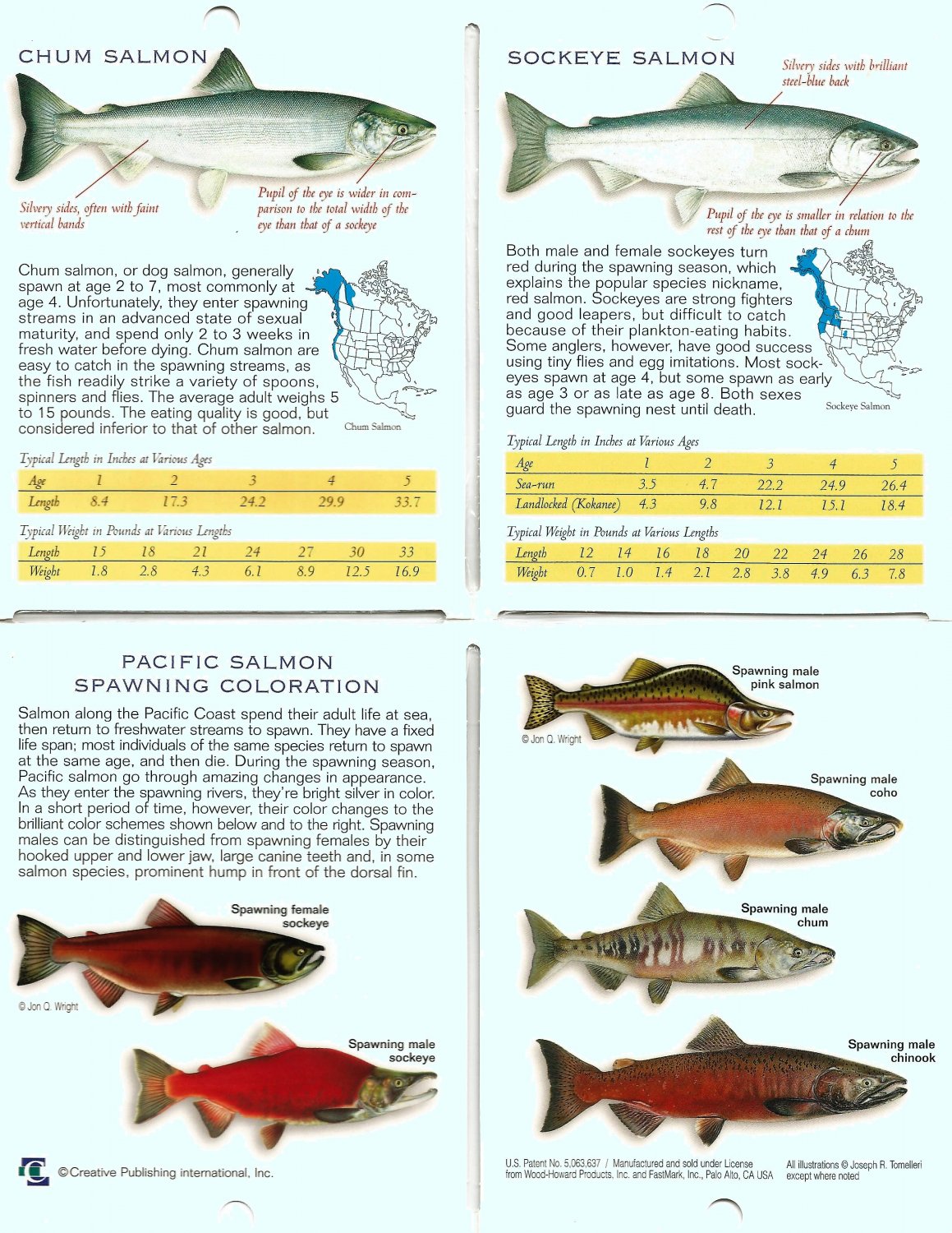 The Freshwater Angler© Pocket Guide Pacific Salmon Identification 9275