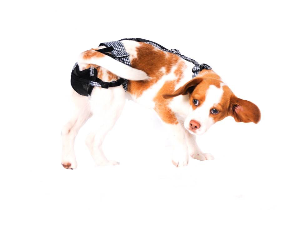 PABS Deley Her Spay Harness (Small)