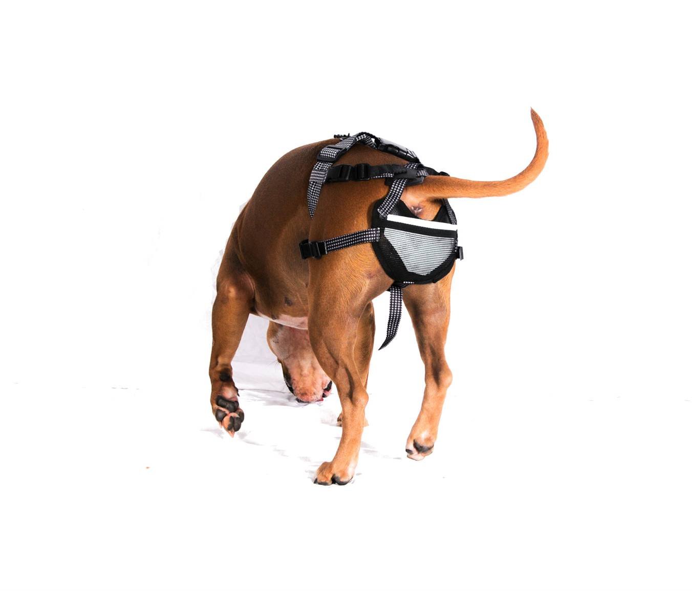 PABS Deley Her Spay Harness (Large)