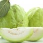 20 Thai Sweet Guava Rare Seeds,Guava Apple in pot,Fresh Tropical Psidium Guajava