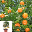 5 Thai Calamondin Minature Fruit Tree Seed Dwarf Citrus Fortunella Japonica