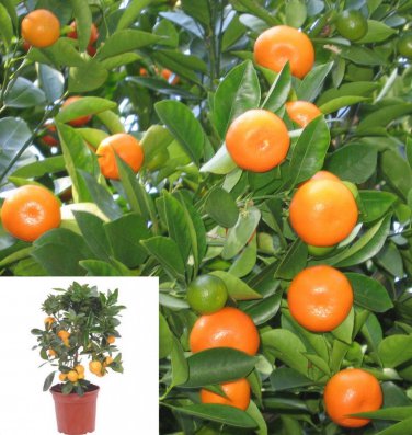 5 Thai Calamondin Minature Fruit Tree Seed Dwarf Citrus Fortunella Japonica