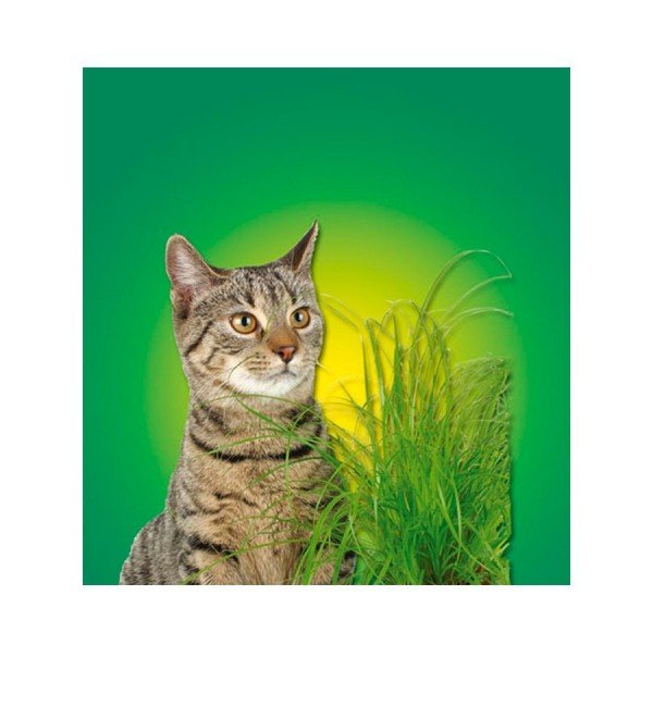 Nibble Grass - 100g - Kerbl