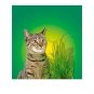 Nibble Grass - 100g - Kerbl