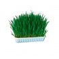 Nibble Grass - 100g - Kerbl