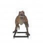 Custom Made Life Size Deinonychus/Jurassic Park Veloceraptor 10' Dinosaur Statue