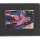 Digital Spectrum - Elite 7" TFT-LCD Digital Photo Frame
