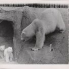 Mother Polar Bear/Twin Cubs Coming Out Cave Spring/Zoo/1961 Press Photo 8 x 10