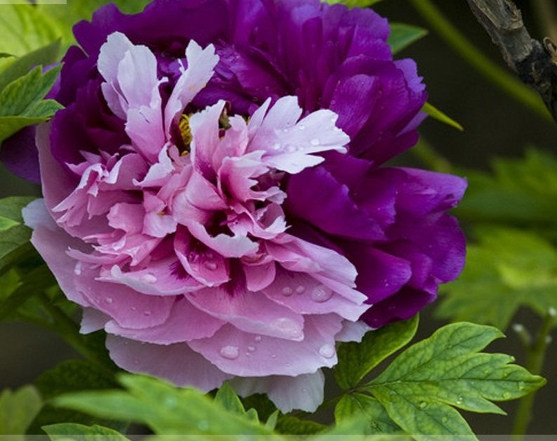 Rare New 'Za Gu' Pink Purple Peony Tree Flower Seeds