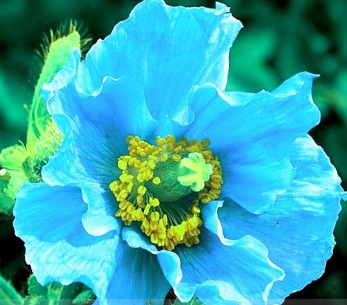 Rare Blue Himalayan Poppy Seeds, Professional Pack