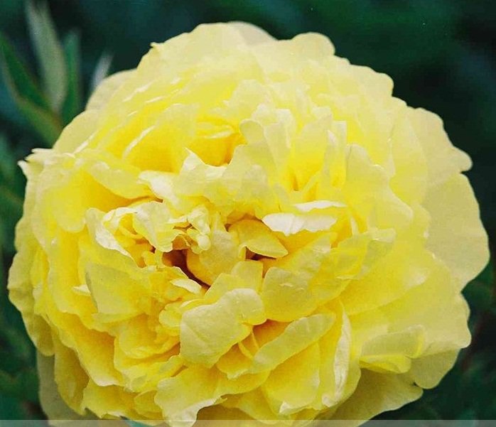 Rare New 'Huang Huakui' Golden Yellow Peony Flower Seeds