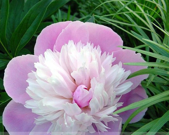 Pink and White Japanese Peony Flower Seeds