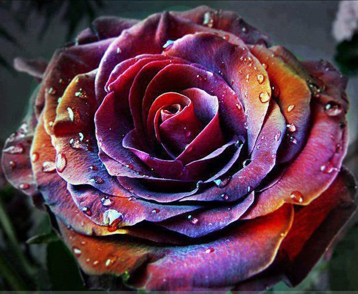 Rare 'Fire Phoenix' Rose Tree Flower Seeds