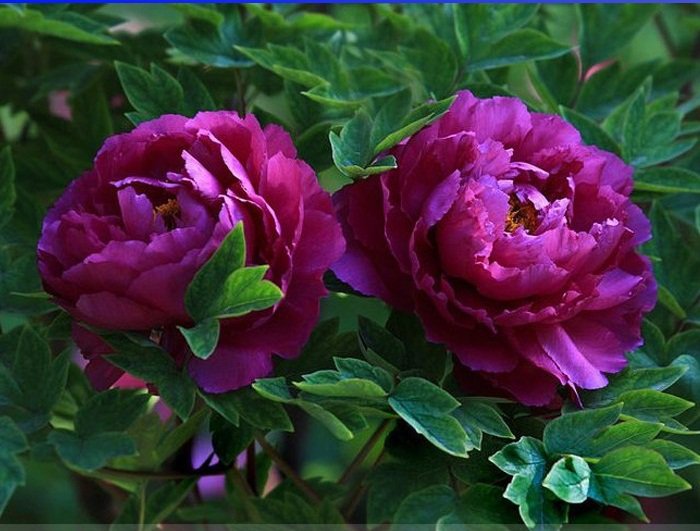 Rare Heirloom Big Blooming Purple Peony Shrub Flower 'Zi Cai' Seeds
