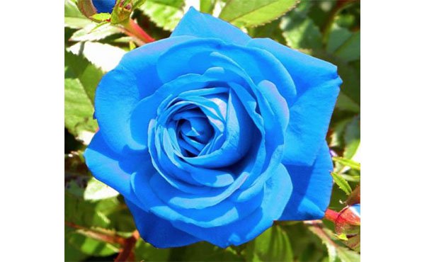 Light Blue Rose Plant Seed