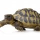 Turtles