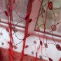 Adorable RED EMBROIDERY COLOR Curtain Living room Bedroom Use