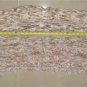 Women's Multi-Color Beige/Brown/Tan Fringe Shawl/Wrap