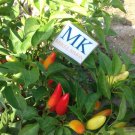 CHILLI PURIRA, Capsicum frutescens, 20 SEEDS, homegrown (8)