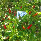 Bird's eye chili or Thai chili AUTHENTIC ONE! Thai Dragon 20 Seeds (17)