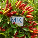 CHILI PICANTE TAILANDES 20 seeds, ORGANIC (18)