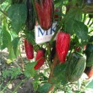 JALAPEÑO BIKER BILLS 20,SEEDS ,Capsicum annuum (186)