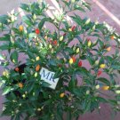 NUMEX TWILIGHT 20 SEEDS, Capsicum annuum homegrown (65)