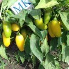 JALAPEÑO NUMEX LEMON SPICE,20,SEEDS, Capsicum annuum (207)