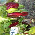CHILLI ANAHEIM, C. Annuum, 20  SEEDS, homegrown (28)