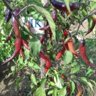 CHILLI BUENA MULATA, Capsicum annuum, 20  SEEDS, homegrown (43)